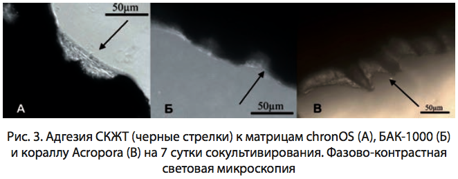 Рис. 3. Адгезия СКЖТ