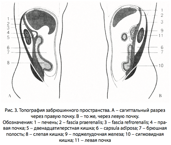 Рис. 3. Топография забрюшинного пространства